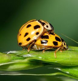 coccinelle 1