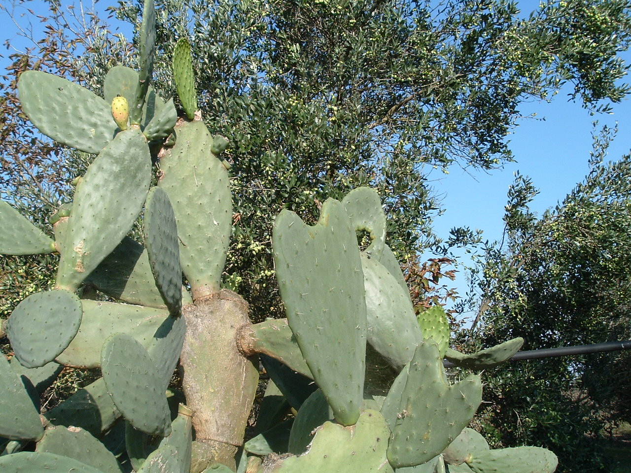 ficodindia