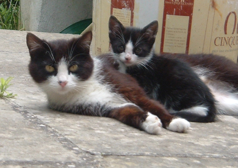 gatti 1