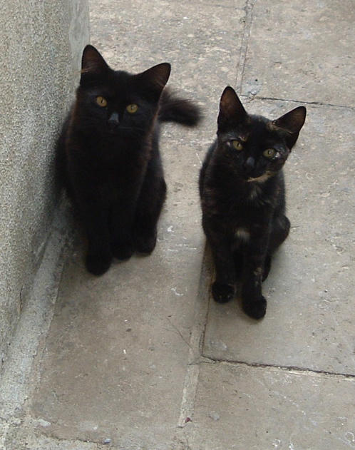 gatti 4